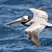 Brown Pelican